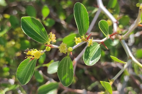 Ziziphus (Jujubes) (alternate view 4)