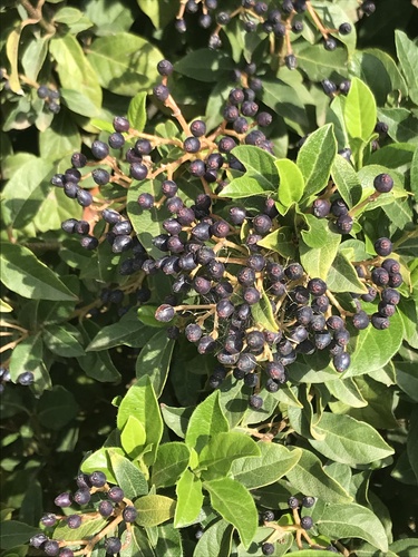 Viburnum tinus (Viburnum tinus) (alternate view 2)