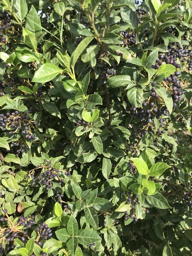 Viburnum tinus (Viburnum tinus) (alternate view 3)
