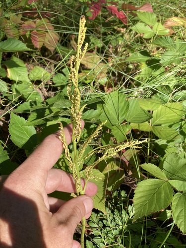 Sceptridium (grapeferns) (alternate view 5)