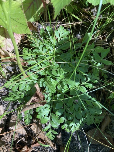 Sceptridium (grapeferns) (alternate view 4)