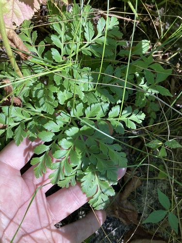 Sceptridium (grapeferns) (alternate view 3)
