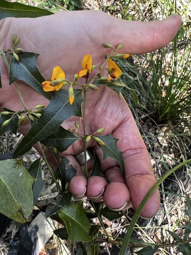 Podolobium ilicifolium (Prickly Shaggy Pea)