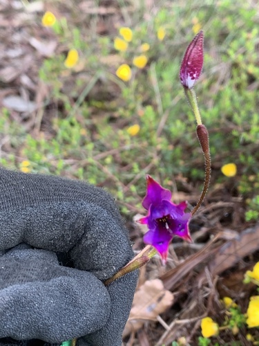 Elythranthera brunonis (purple enamel orchid) (alternate view 4)