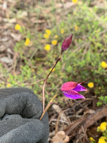 Elythranthera brunonis (purple enamel orchid) (alternate view 5)