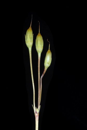 Primula meadia (eastern shooting star) (alternate view 2)