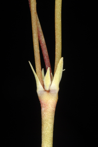 Primula meadia (eastern shooting star) (alternate view 3)
