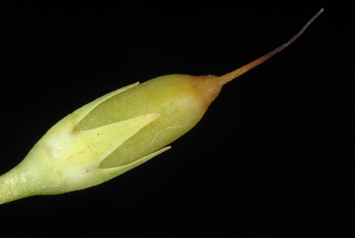Primula meadia (eastern shooting star) (alternate view 4)