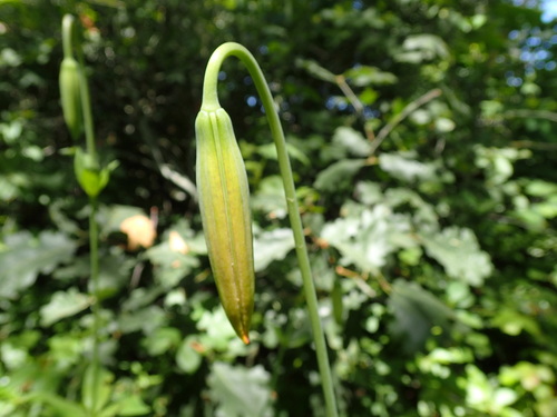 Lilium pardalinum (Leopard Lily) (alternate view 3)