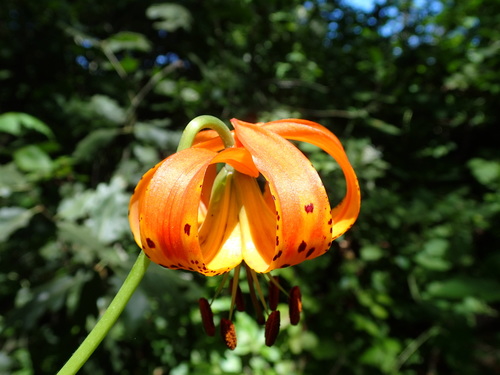 Lilium pardalinum (Leopard Lily) (alternate view 4)