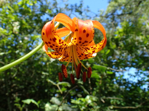 Lilium pardalinum (Leopard Lily) (alternate view 5)