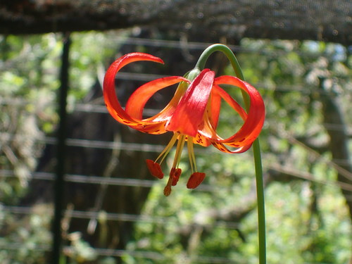 Lilium pardalinum (Leopard Lily) (alternate view 2)