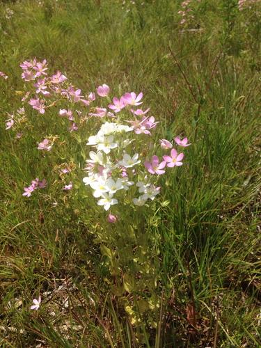 Sabatia angularis (Rosepink) (alternate view 6)