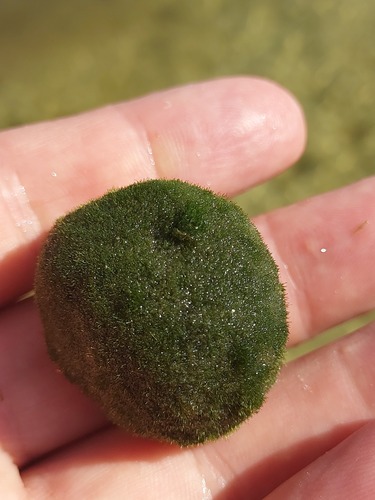 Cladophora (alternate view 2)