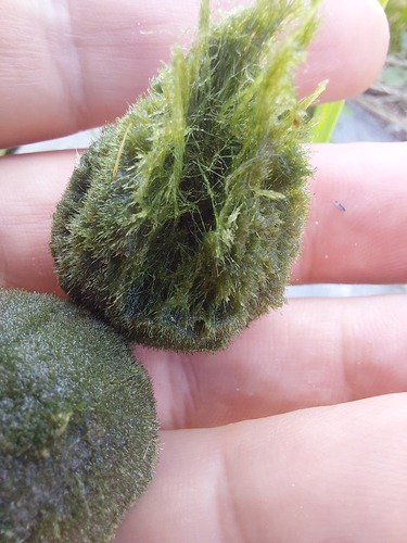 Cladophora (alternate view 4)