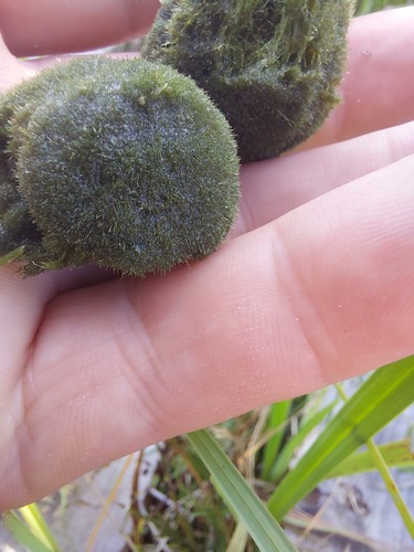 Cladophora (alternate view 6)