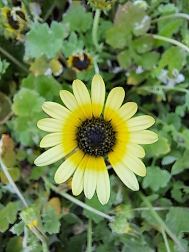 Arctotheca calendula (Capeweed) (alternate view 9)