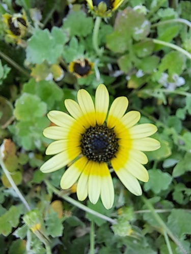 Arctotheca calendula (Capeweed) (alternate view 10)