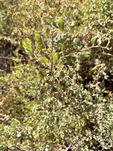 Atriplex lentiformis (big saltbush) (alternate view 3)