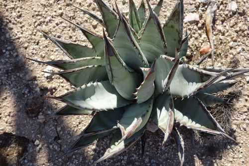Agave deserti (desert agave) (alternate view 2)
