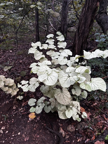 Cercis canadensis (redbud) (alternate view 6)