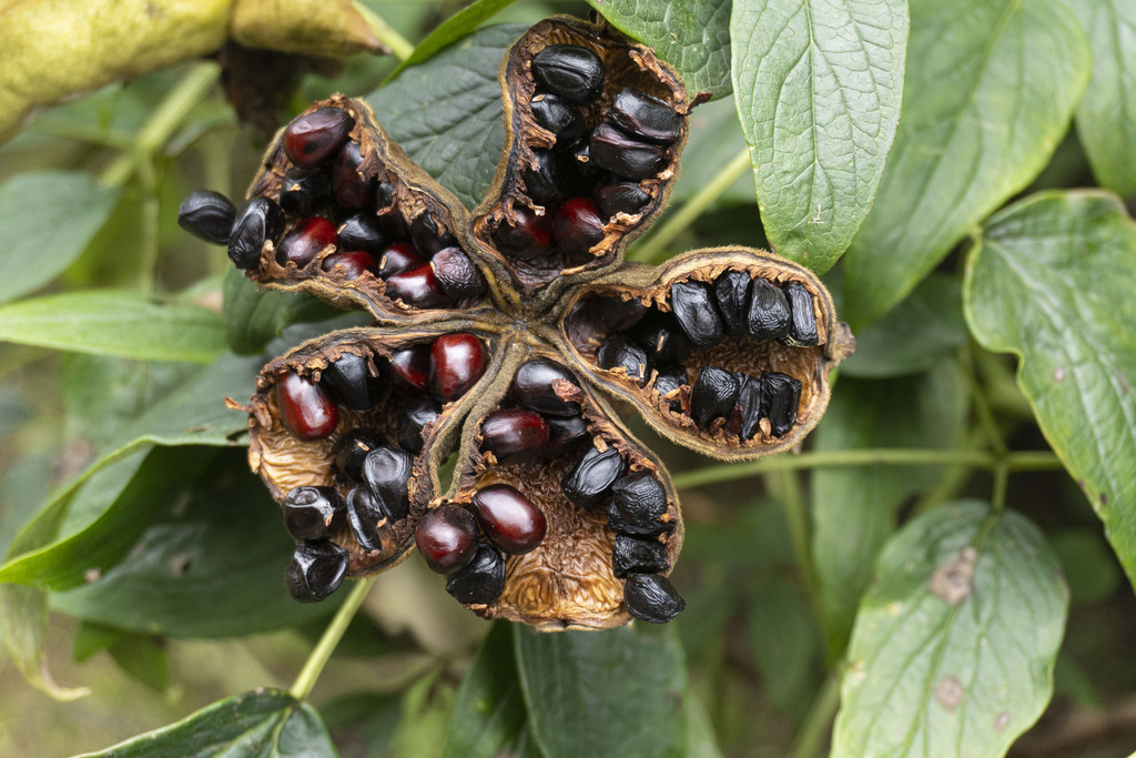 Paeonia rockii, Rock's tree peony — upright deciduous (Paeoniaceae) (image 10 of 10)
