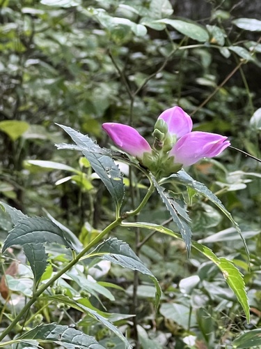 Chelone obliqua (Rose Turtlehead) (alternate view 2)