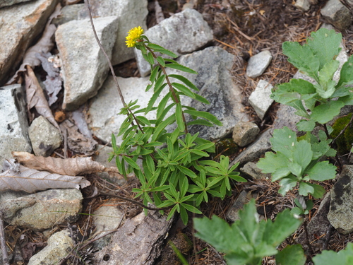 Phedimus selskianus (Selsky Stonecrop) (alternate view 5)