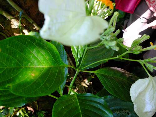Mussaenda (alternate view 10)