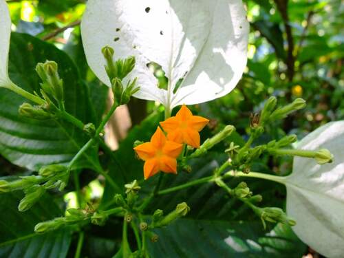Mussaenda (alternate view 9)