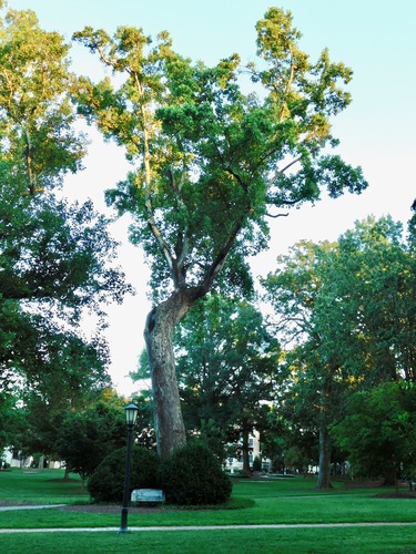 Liriodendron tulipifera (tulip tree) (alternate view 6)