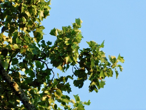 Liriodendron tulipifera (tulip tree) (alternate view 7)
