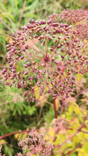 Cicuta maculata (water hemlock) (alternate view 9)