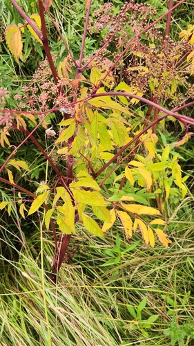 Cicuta maculata (water hemlock) (alternate view 10)