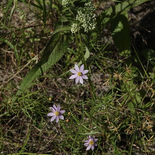 Coreopsis rosea (Pink Tickseed)