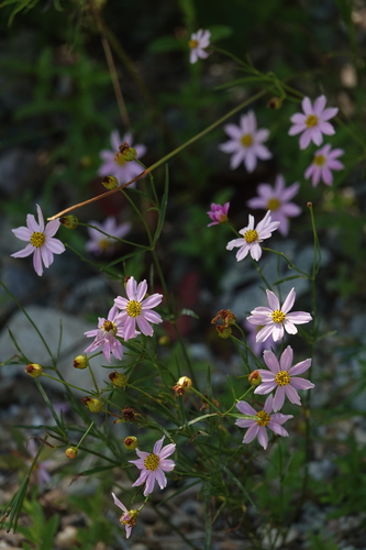 Coreopsis rosea (Pink Tickseed)