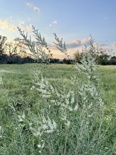 Aloysia gratissima (Whitebrush)
