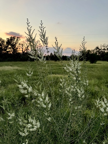 Aloysia gratissima (Whitebrush) (alternate view 2)