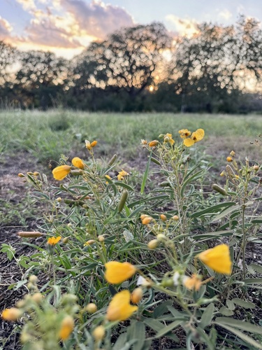 Senna roemeriana (Two-leaved Senna) (alternate view 2)