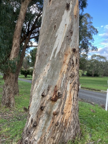 Eucalyptus ovata (Swamp Gum) (alternate view 2)