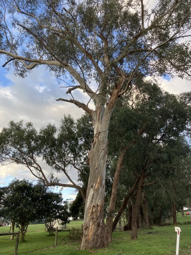 Eucalyptus ovata (Swamp Gum)