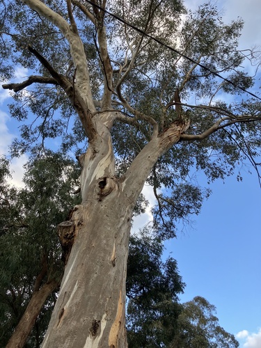 Eucalyptus ovata (Swamp Gum) (alternate view 3)