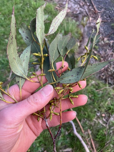 Eucalyptus ovata (Swamp Gum) (alternate view 4)