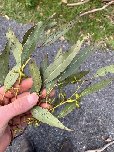Eucalyptus ovata (Swamp Gum) (alternate view 5)