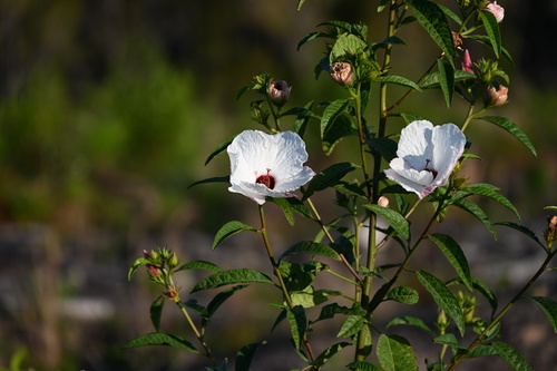 Hibiscus heterophyllus (Rosella)