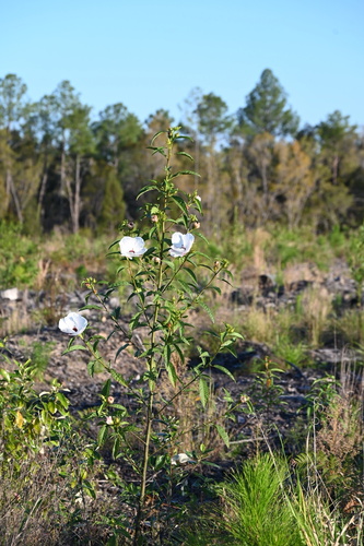 Hibiscus heterophyllus (Rosella) (alternate view 2)