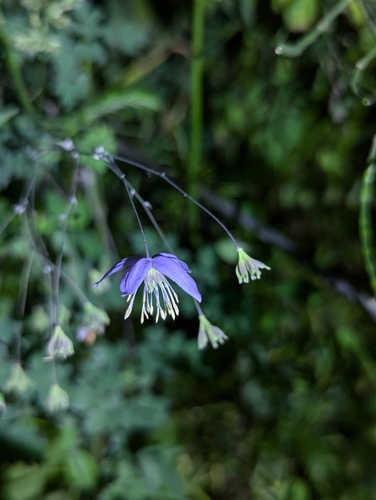 Thalictrum delavayi (Yunnan Meadow Rue)