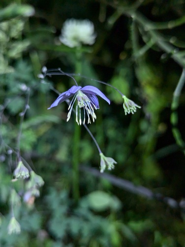 Thalictrum delavayi (Yunnan Meadow Rue)