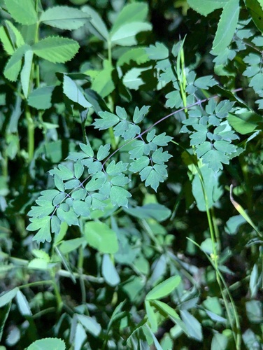 Thalictrum delavayi (Yunnan Meadow Rue)