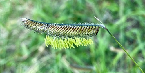 Bouteloua gracilis (Blue Grama Grass)